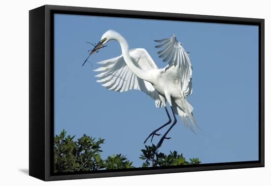 Florida, Venice, Audubon Sanctuary, Common Egret with Nesting Material-Bernard Friel-Framed Premier Image Canvas