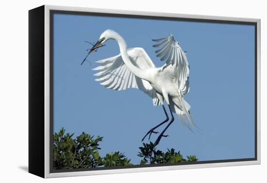 Florida, Venice, Audubon Sanctuary, Common Egret with Nesting Material-Bernard Friel-Framed Premier Image Canvas