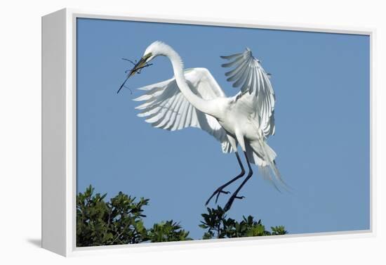 Florida, Venice, Audubon Sanctuary, Common Egret with Nesting Material-Bernard Friel-Framed Premier Image Canvas