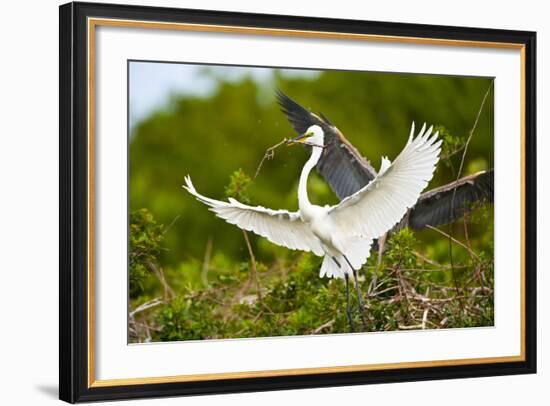 Florida, Venice, Audubon Sanctuary, Common Egret with Nesting Material-Bernard Friel-Framed Photographic Print