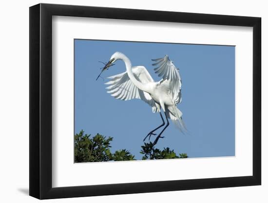 Florida, Venice, Audubon Sanctuary, Common Egret with Nesting Material-Bernard Friel-Framed Photographic Print