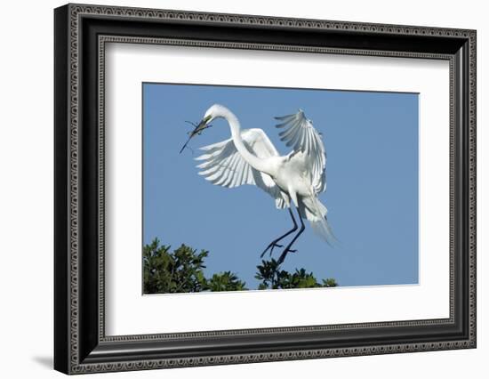 Florida, Venice, Audubon Sanctuary, Common Egret with Nesting Material-Bernard Friel-Framed Photographic Print