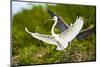 Florida, Venice, Audubon Sanctuary, Common Egret with Nesting Material-Bernard Friel-Mounted Photographic Print