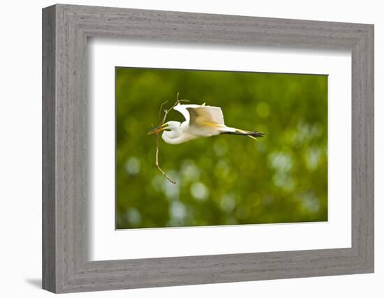 Florida, Venice, Audubon Sanctuary, Common Egret with Nesting Material-Bernard Friel-Framed Photographic Print