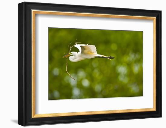 Florida, Venice, Audubon Sanctuary, Common Egret with Nesting Material-Bernard Friel-Framed Photographic Print