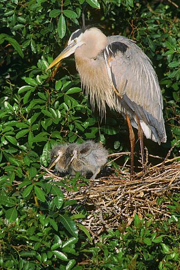 Florida Venice Great Blue Heron At Nest With Two Baby Chicks In Nest Photographic Print Bernard Friel Art Com Florida Venice Great Blue Heron At Nest With Two Baby Chicks In Nest Photographic Print Bernard Friel Art Com