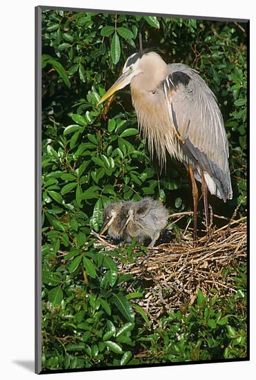 Florida, Venice, Great Blue Heron at Nest with Two Baby Chicks in Nest-Bernard Friel-Mounted Photographic Print