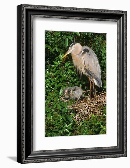 Florida, Venice, Great Blue Heron at Nest with Two Baby Chicks in Nest-Bernard Friel-Framed Photographic Print