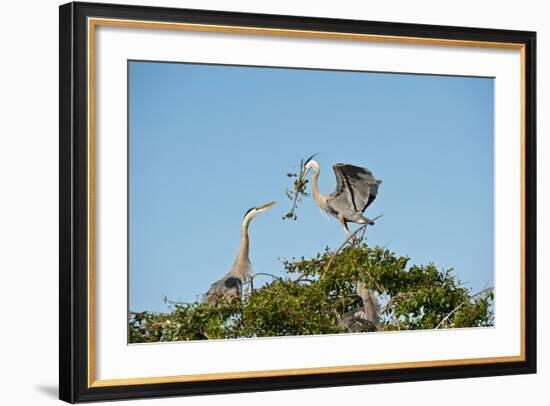 Florida, Venice, Great Blue Heron, Courting Stick Transfer Ceremony-Bernard Friel-Framed Photographic Print