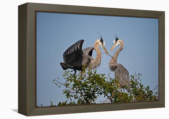 Florida, Venice, Great Blue Heron, Courting Stick Transfer Ceremony-Bernard Friel-Framed Premier Image Canvas