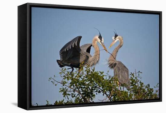 Florida, Venice, Great Blue Heron, Courting Stick Transfer Ceremony-Bernard Friel-Framed Premier Image Canvas