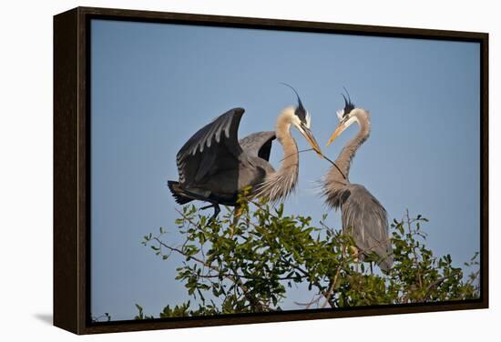 Florida, Venice, Great Blue Heron, Courting Stick Transfer Ceremony-Bernard Friel-Framed Premier Image Canvas