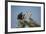 Florida, Venice, Great Blue Heron, Courting Stick Transfer Ceremony-Bernard Friel-Framed Photographic Print