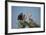 Florida, Venice, Great Blue Heron, Courting Stick Transfer Ceremony-Bernard Friel-Framed Photographic Print