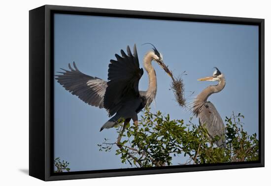 Florida, Venice, Great Blue Heron, Courting Stick Transfer Ceremony-Bernard Friel-Framed Premier Image Canvas