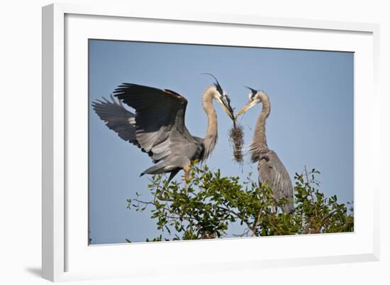 Florida, Venice, Great Blue Heron, Courting Stick Transfer Ceremony-Bernard Friel-Framed Photographic Print