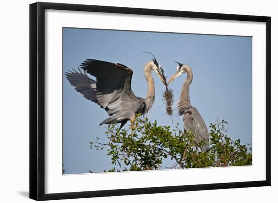 Florida, Venice, Great Blue Heron, Courting Stick Transfer Ceremony-Bernard Friel-Framed Photographic Print