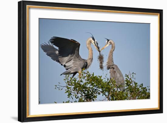 Florida, Venice, Great Blue Heron, Courting Stick Transfer Ceremony-Bernard Friel-Framed Photographic Print