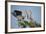 Florida, Venice, Great Blue Heron, Courting Stick Transfer Ceremony-Bernard Friel-Framed Photographic Print