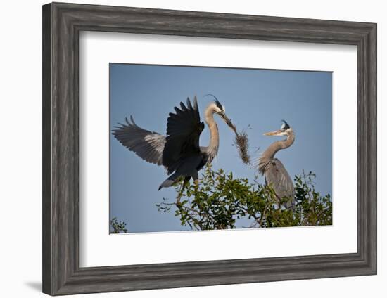 Florida, Venice, Great Blue Heron, Courting Stick Transfer Ceremony-Bernard Friel-Framed Photographic Print