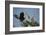 Florida, Venice, Great Blue Heron, Courting Stick Transfer Ceremony-Bernard Friel-Framed Photographic Print