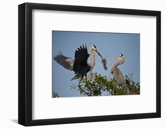 Florida, Venice, Great Blue Heron, Courting Stick Transfer Ceremony-Bernard Friel-Framed Photographic Print