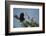 Florida, Venice, Great Blue Heron, Courting Stick Transfer Ceremony-Bernard Friel-Framed Photographic Print