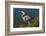 Florida, Venice, Great Blue Heron Drinking Water Streaming from Bill-Bernard Friel-Framed Photographic Print