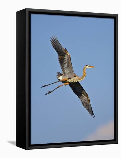 Florida, Venice, Great Blue Heron Flying Wings Wide Blue Sky-Bernard Friel-Framed Premier Image Canvas