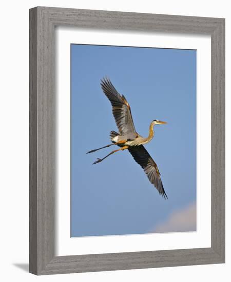 Florida, Venice, Great Blue Heron Flying Wings Wide Blue Sky-Bernard Friel-Framed Photographic Print