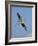 Florida, Venice, Great Blue Heron Flying Wings Wide Blue Sky-Bernard Friel-Framed Photographic Print