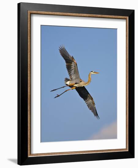 Florida, Venice, Great Blue Heron Flying Wings Wide Blue Sky-Bernard Friel-Framed Photographic Print