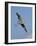 Florida, Venice, Great Blue Heron Flying Wings Wide Blue Sky-Bernard Friel-Framed Photographic Print