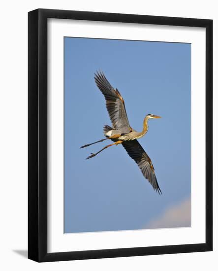 Florida, Venice, Great Blue Heron Flying Wings Wide Blue Sky-Bernard Friel-Framed Photographic Print