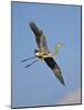 Florida, Venice, Great Blue Heron Flying Wings Wide Blue Sky-Bernard Friel-Mounted Photographic Print
