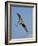 Florida, Venice, Great Blue Heron Flying Wings Wide Blue Sky-Bernard Friel-Framed Photographic Print