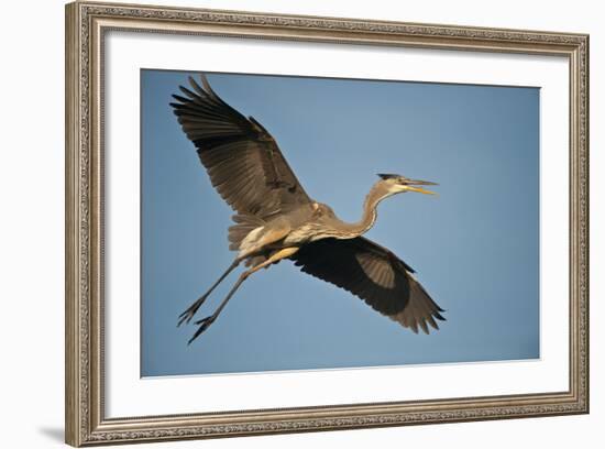 Florida, Venice, Great Blue Heron Flying Wings Wide Calling-Bernard Friel-Framed Photographic Print