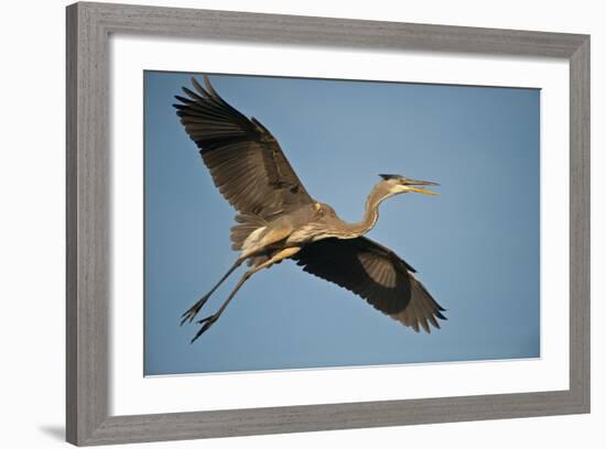 Florida, Venice, Great Blue Heron Flying Wings Wide Calling-Bernard Friel-Framed Photographic Print