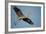 Florida, Venice, Great Blue Heron Flying Wings Wide Calling-Bernard Friel-Framed Photographic Print