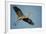 Florida, Venice, Great Blue Heron Flying Wings Wide Calling-Bernard Friel-Framed Photographic Print