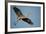 Florida, Venice, Great Blue Heron Flying Wings Wide Calling-Bernard Friel-Framed Photographic Print