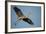 Florida, Venice, Great Blue Heron Flying Wings Wide Calling-Bernard Friel-Framed Photographic Print