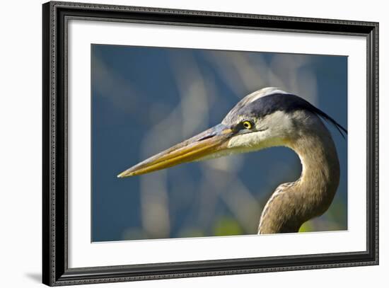 Florida, Venice, Great Blue Heron, Portrait-Bernard Friel-Framed Photographic Print