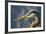 Florida, Venice, Great Blue Heron, Portrait-Bernard Friel-Framed Photographic Print