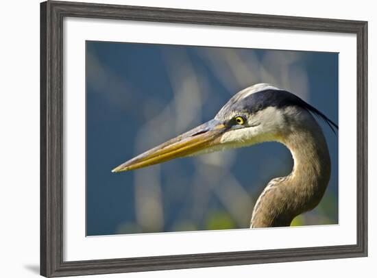 Florida, Venice, Great Blue Heron, Portrait-Bernard Friel-Framed Photographic Print