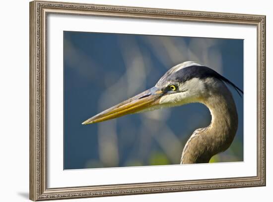 Florida, Venice, Great Blue Heron, Portrait-Bernard Friel-Framed Photographic Print