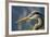 Florida, Venice, Great Blue Heron, Portrait-Bernard Friel-Framed Photographic Print