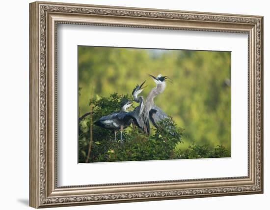 Florida, Venice, Great Blue Herons and Juveniles Feeding Time at Nest-Bernard Friel-Framed Photographic Print