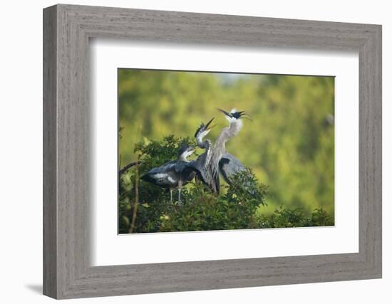 Florida, Venice, Great Blue Herons and Juveniles Feeding Time at Nest-Bernard Friel-Framed Photographic Print