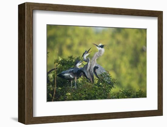 Florida, Venice, Great Blue Herons and Juveniles Feeding Time at Nest-Bernard Friel-Framed Photographic Print